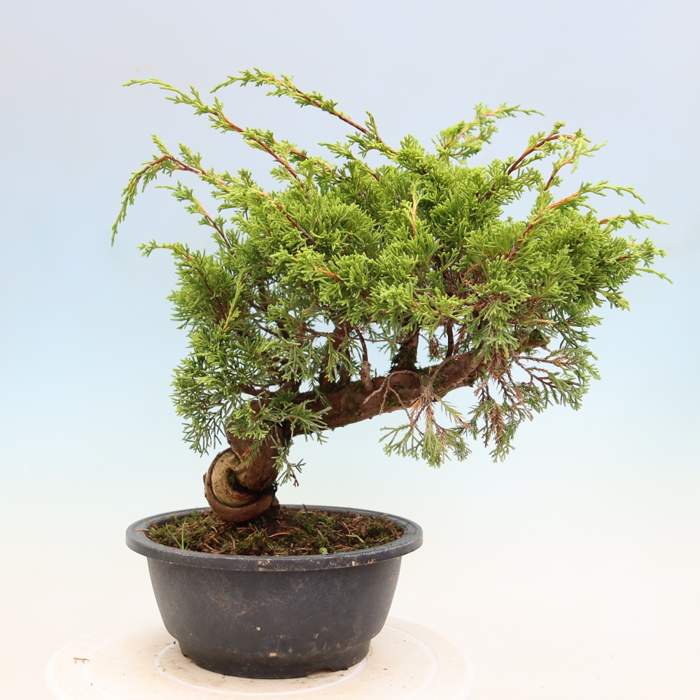 Bonsai für draußen - Juniperus chinensis Itoigawa-Juniperus chinensis