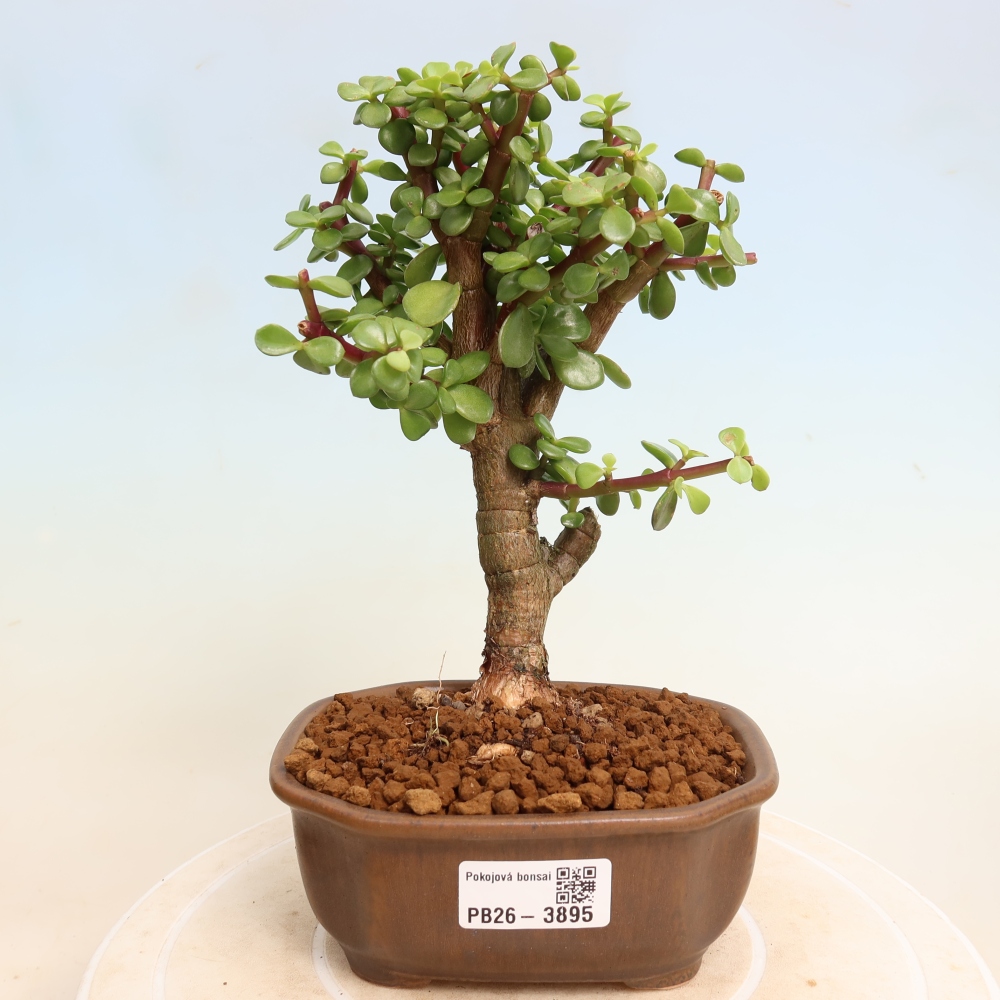 Zimmer Bonsai - Portulakaria Afra - Tlustice