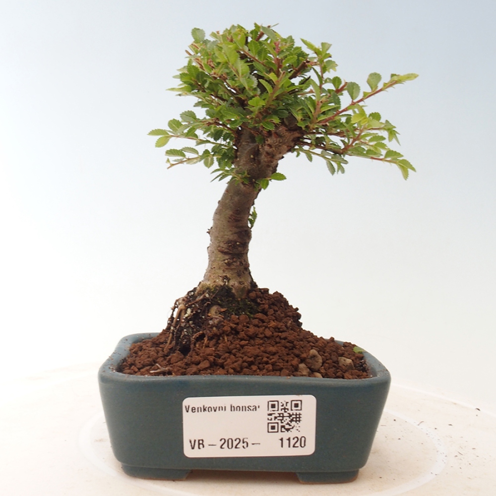 Bonsai im Freien - Ulmus parvifolia Sagei - Kleinblättrige Ulme