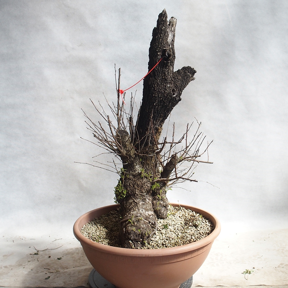 Outdoor Bonsai -Mahalebka - Prunus Mahaleb
