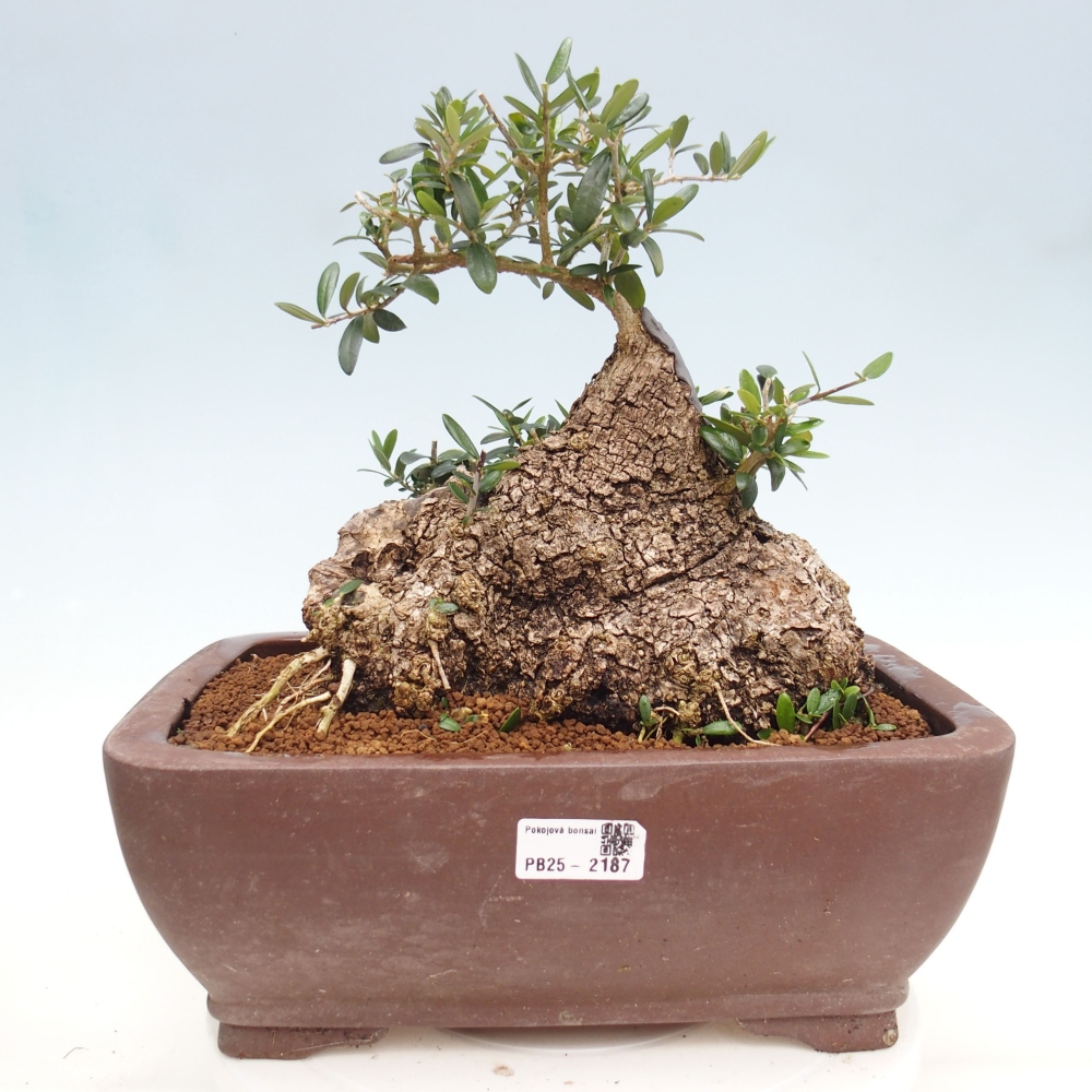 Indoor-Bonsai - Olea europaea sylvestris - Europäisches kleinblättriges Olivenöl