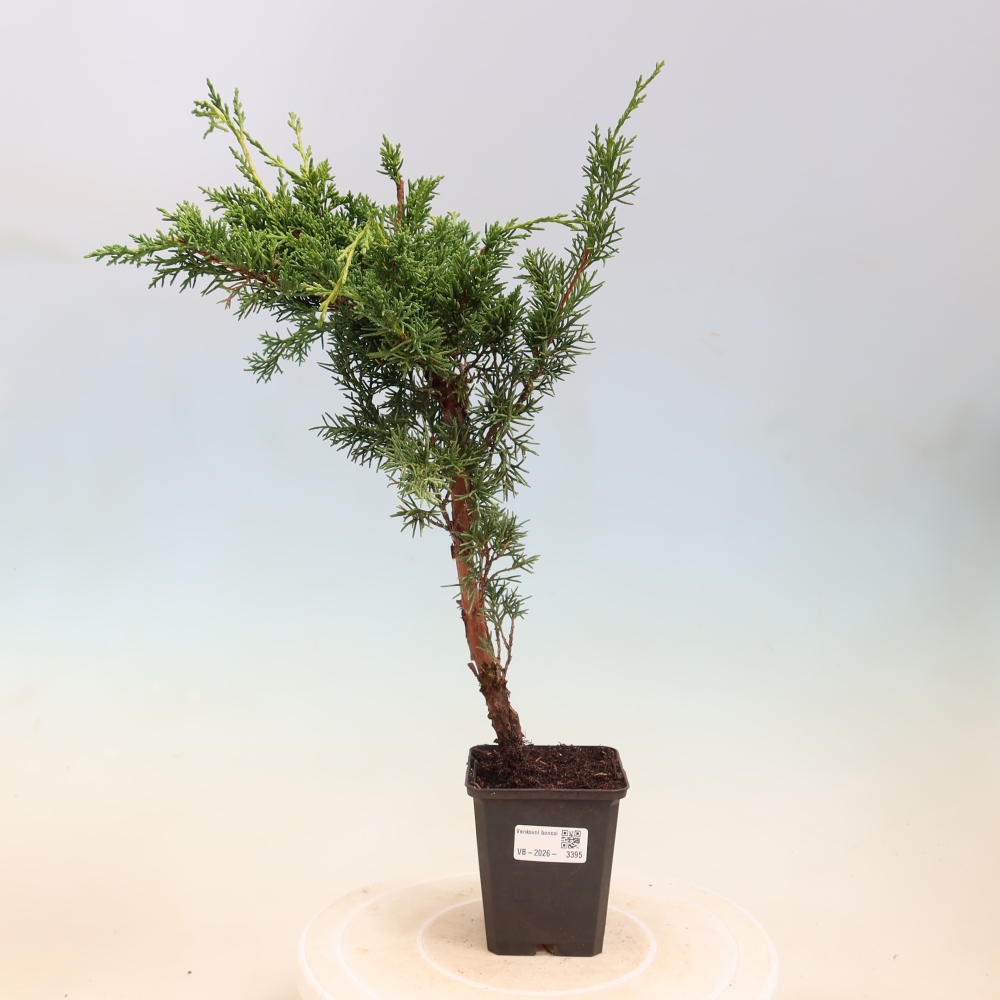 Bonsai für draußen - Juniperus chinensis Kishu