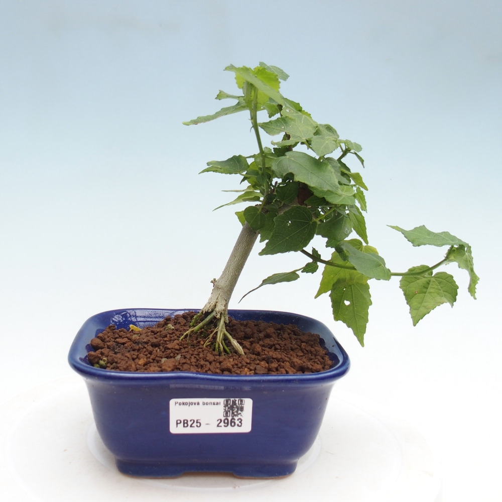 Zimmerbonsai - Malvaviscus arboreus - holziger Hibiskus