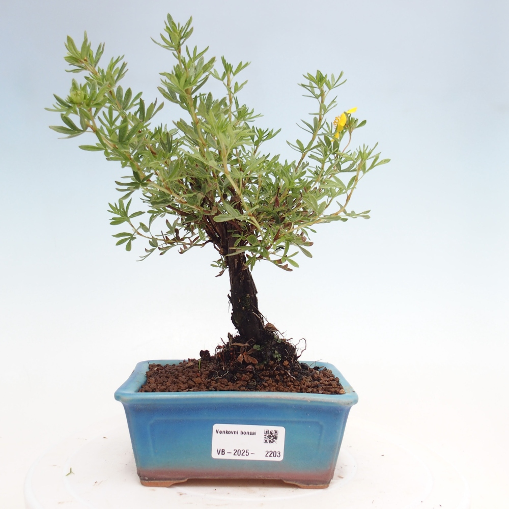 Outdoor-Bonsai-Fingerkraut - Potentila fruticosa gelber Vogel
