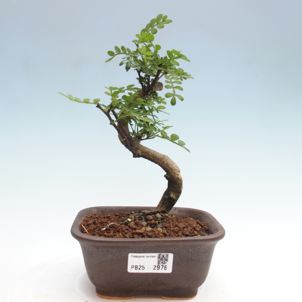 Zimmerbonsai - Zantoxylum piperitum - Pfefferminze