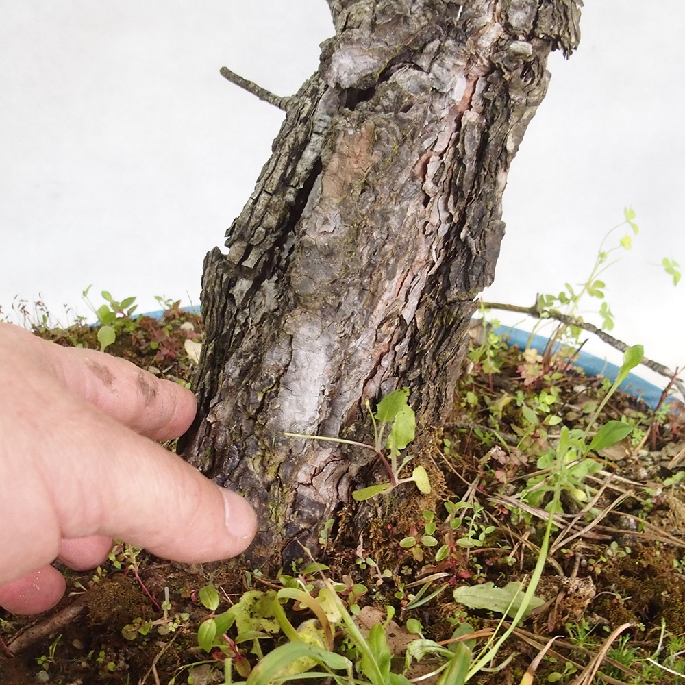 Yamadori - Pinus sylvestris 