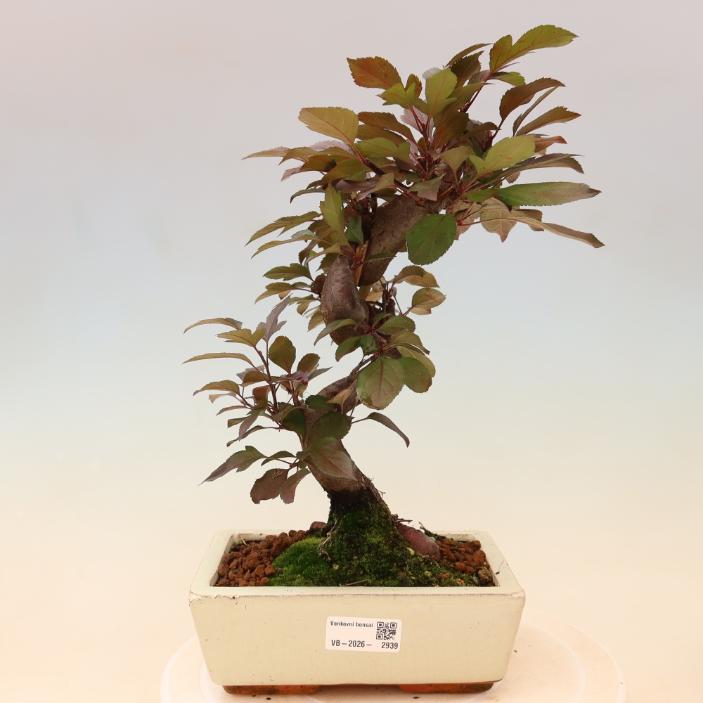 Outdoor-Bonsai -Malus domestica - Kleinfrüchtiger rotblättriger Apfelbaum