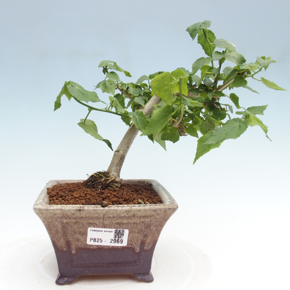 Zimmerbonsai - Malvaviscus arboreus - holziger Hibiskus