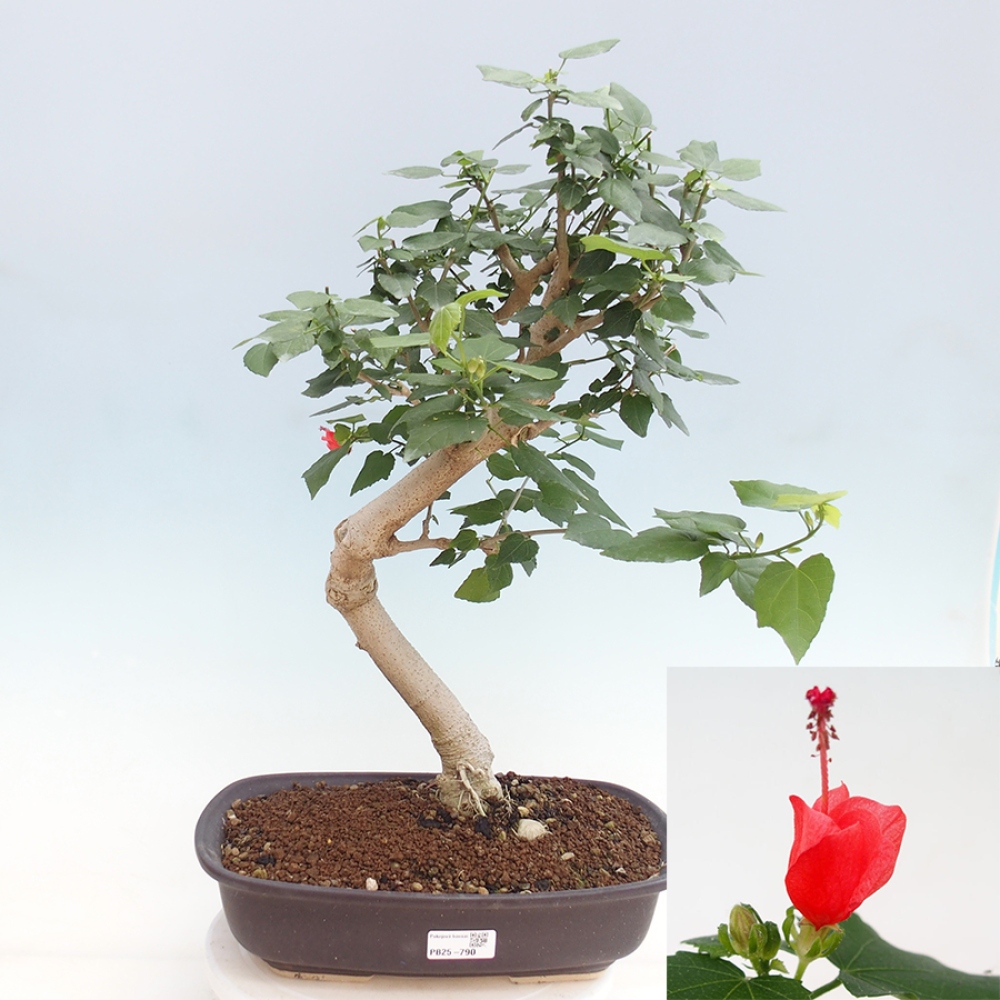 Zimmerbonsai - Malvaviscus arboreus - holziger Hibiskus