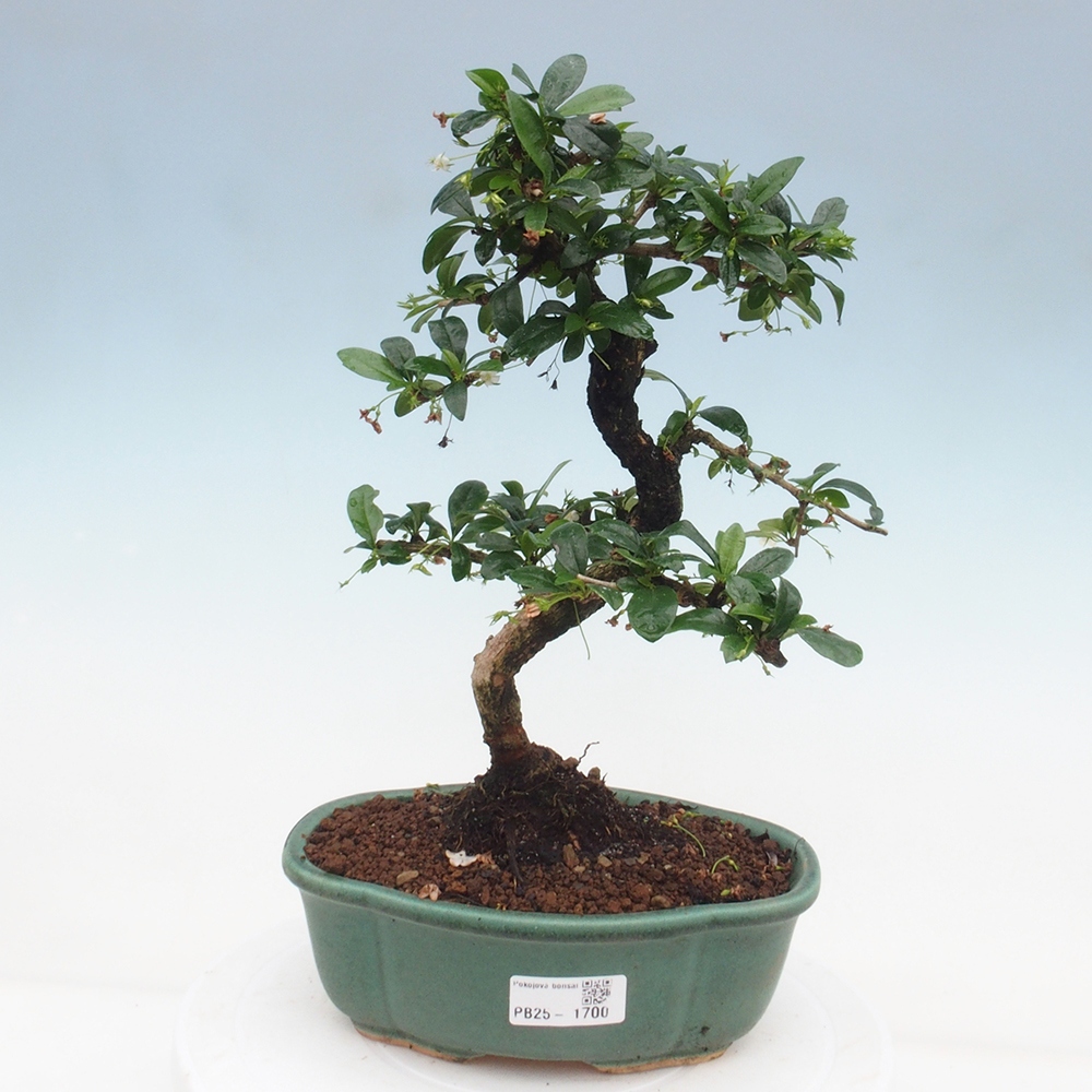 Zimmer Bonsai - Carmona macrophylla - Tea Fuki