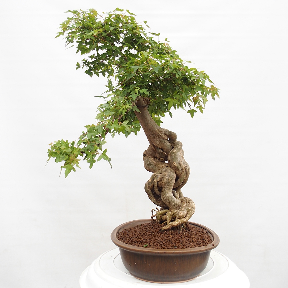 Bonsai im Freien - Ahorn Buergerianum - Burger Maple