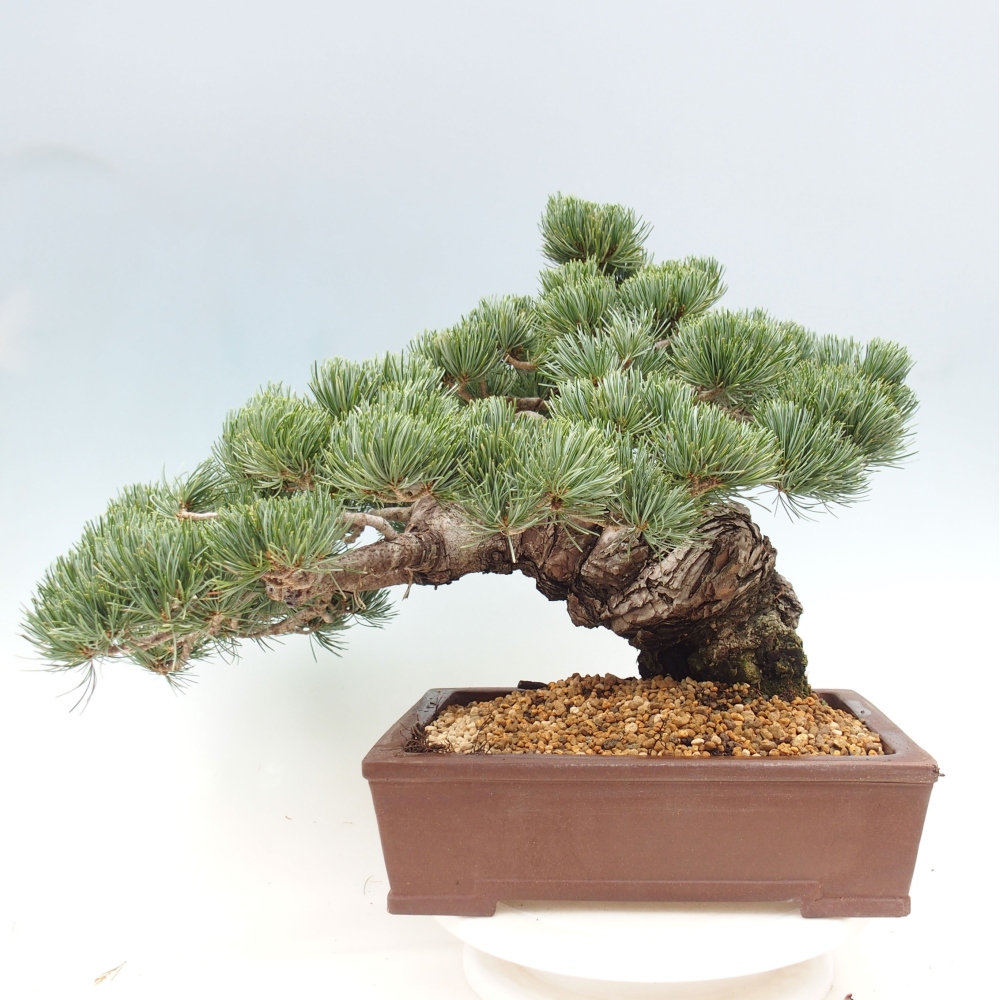 Bonsai im Freien - Pinus parviflora - kleine Kiefer