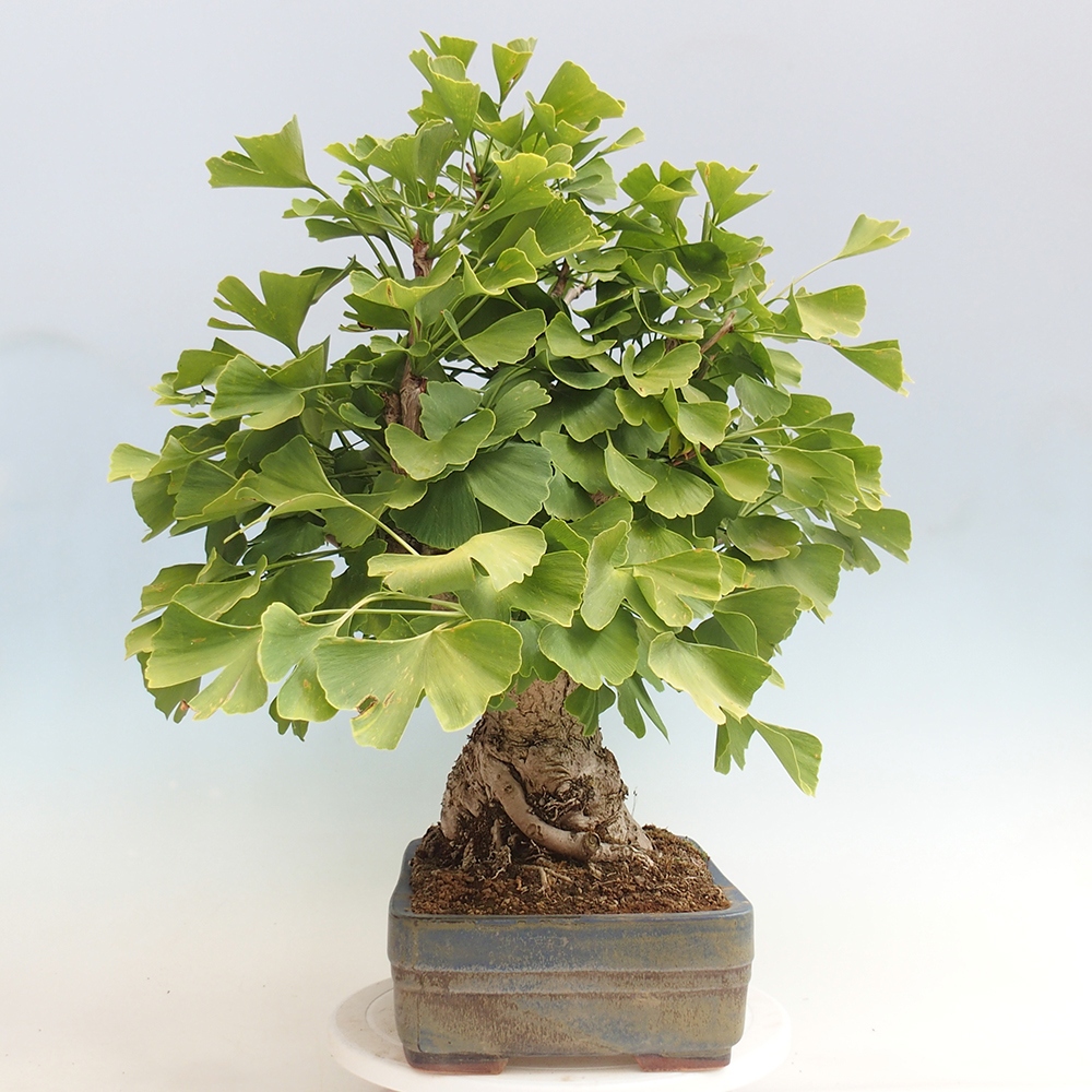 Bonsai im Freien - Jinan biloba - Ginkgo biloba