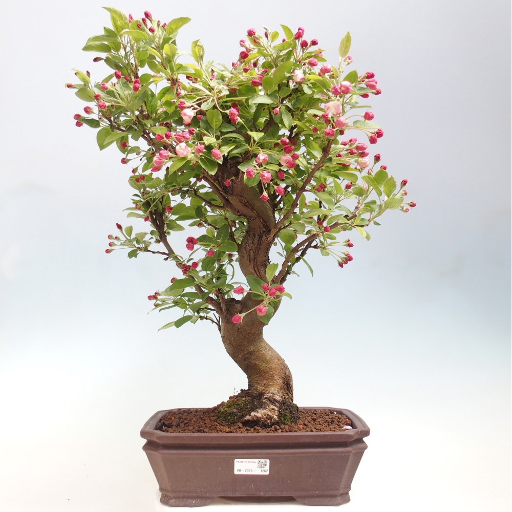 Outdoor-Bonsai -Malus halliana - Kleinfrüchtiger Apfelbaum
