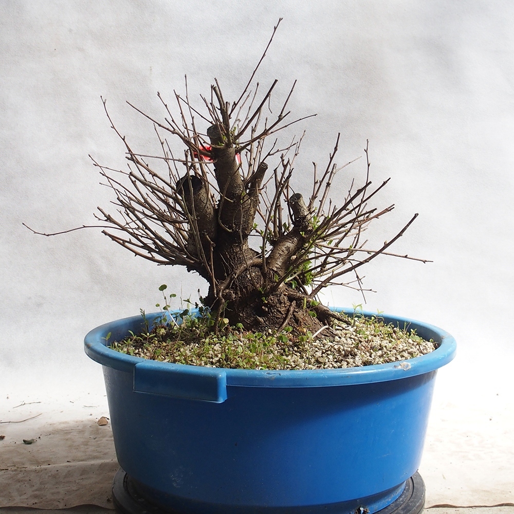 Outdoor Bonsai -Mahalebka - Prunus Mahaleb