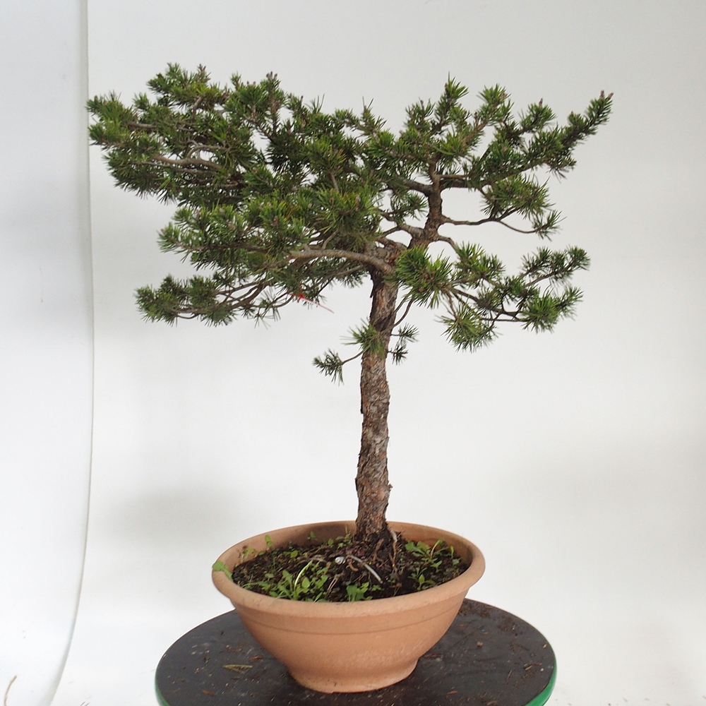 Yamadori - Pinus sylvestris Spanien