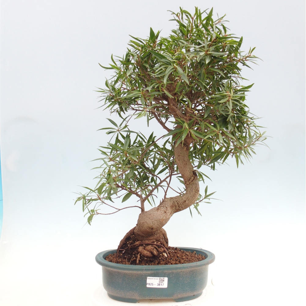 Zimmerbonsai - Ficus nerifolia - Kleinblättriger Ficus