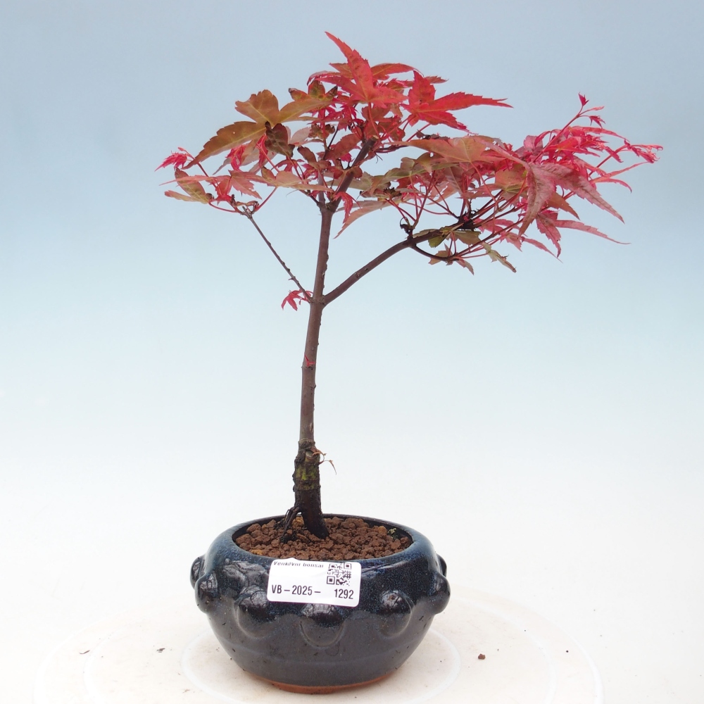 Outdoor bonsai - dlanitolistý klon - Acer palmatum DESHOJO