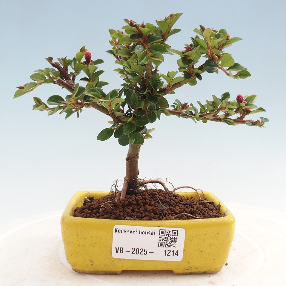 Bonsai im Freien - Cotoneaster horizontalis - Felsenbaum