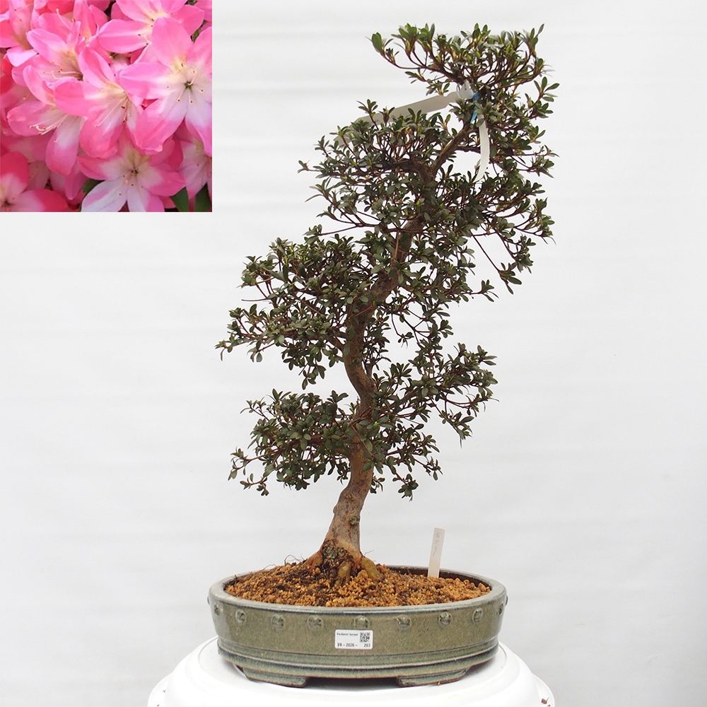 Bonsai für draußen - Japanische Azalee - Azalee Akari