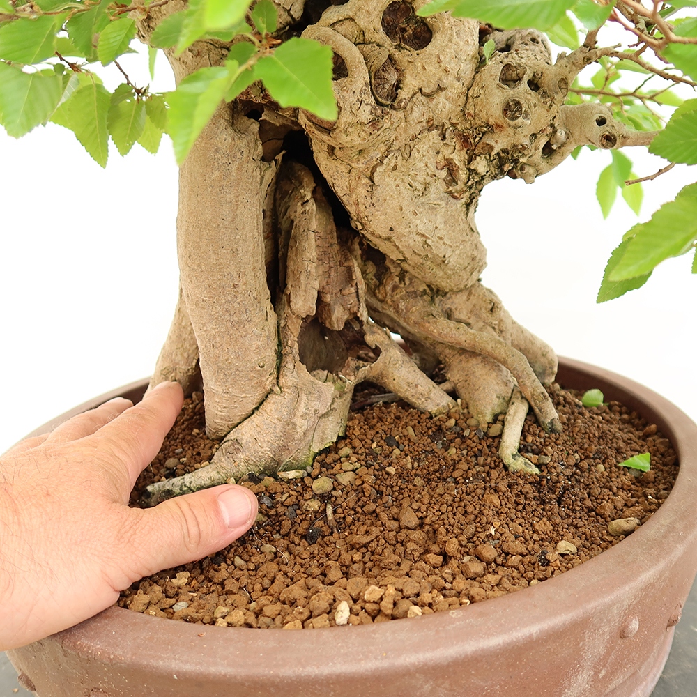 Bonsai im Freien - Carpinus Coreana - Koreanische Hainbuche