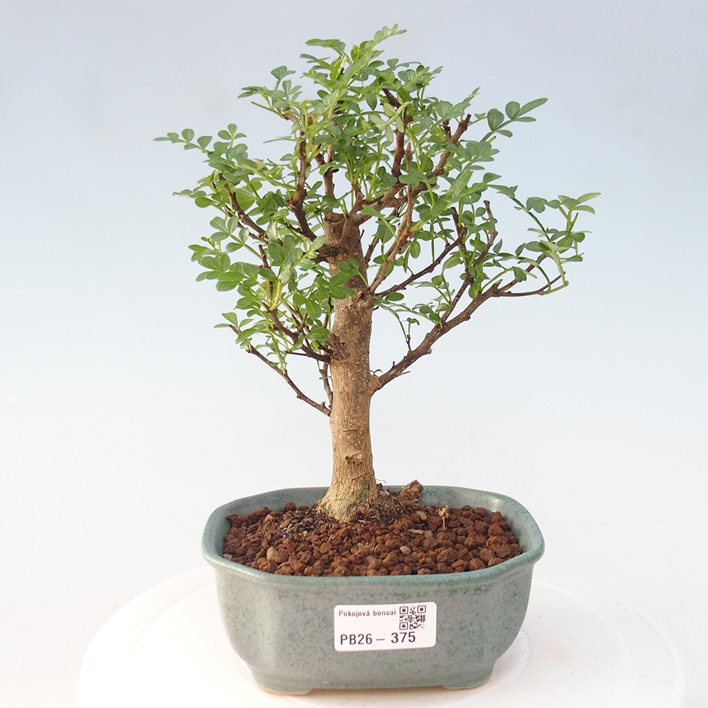 Zimmer Bonsai - Zantoxylum piperitum - Pfefferbaum