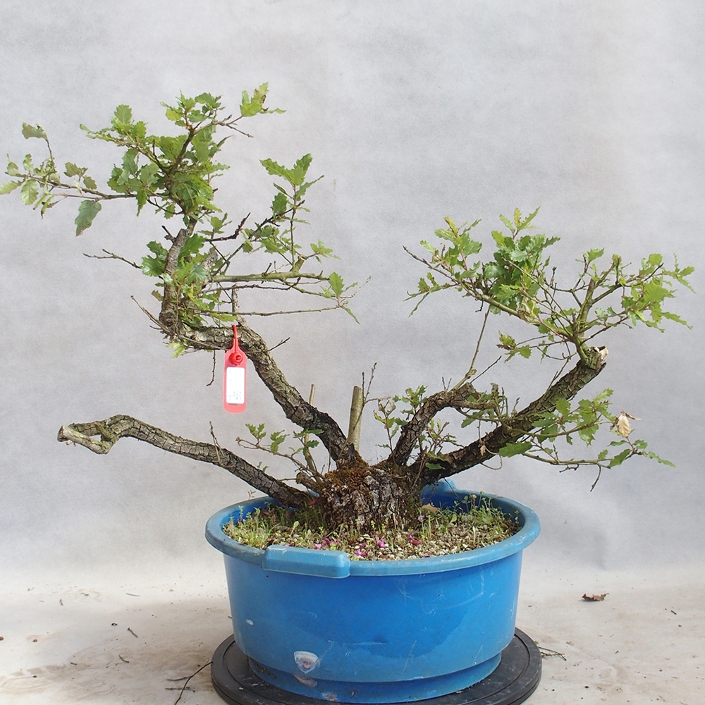 Freilandbonsai Quercus Cerris - Eiche Cer