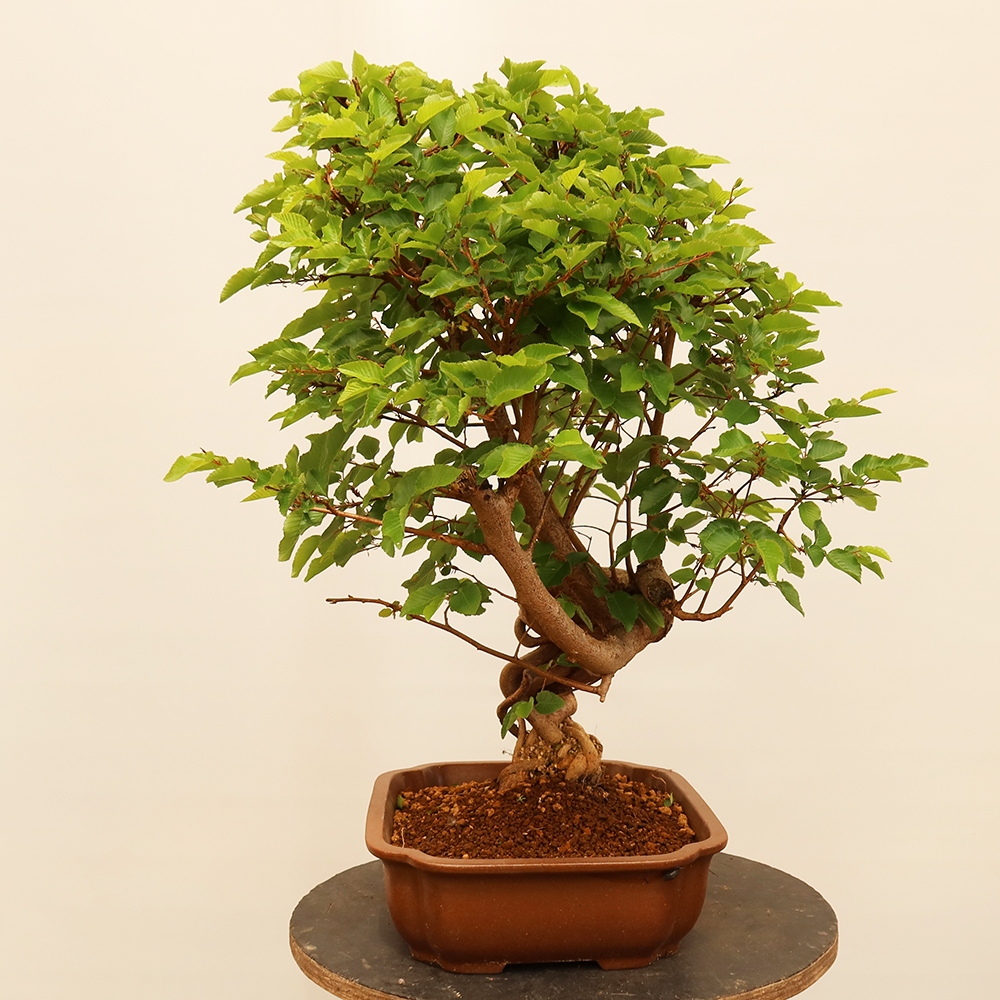 Bonsai im Freien - Carpinus Coreana - Koreanische Hainbuche