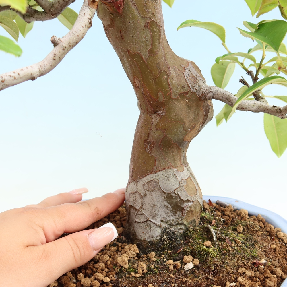 Bonsai für draußen - Pseudocydonia sinensis - Chinesische Quitte