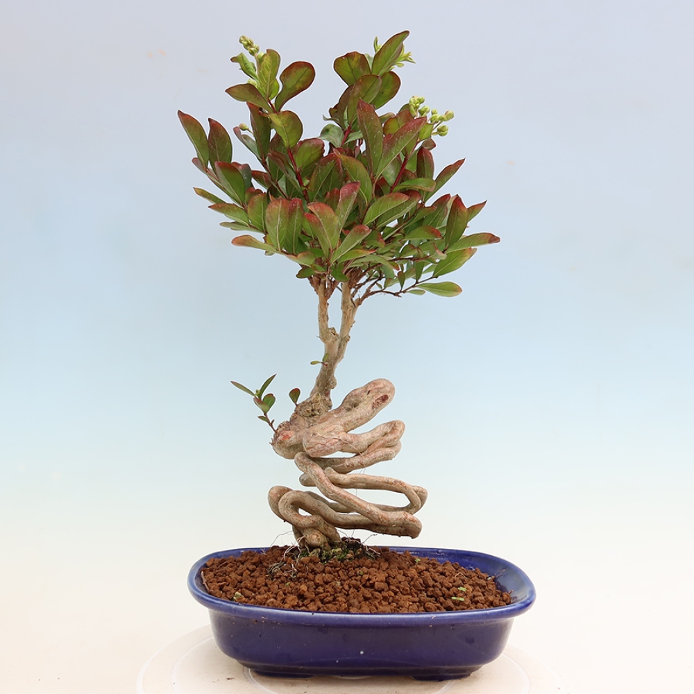 Zimmerbonsai – Lagerstroemia indica – Indischer Flieder
