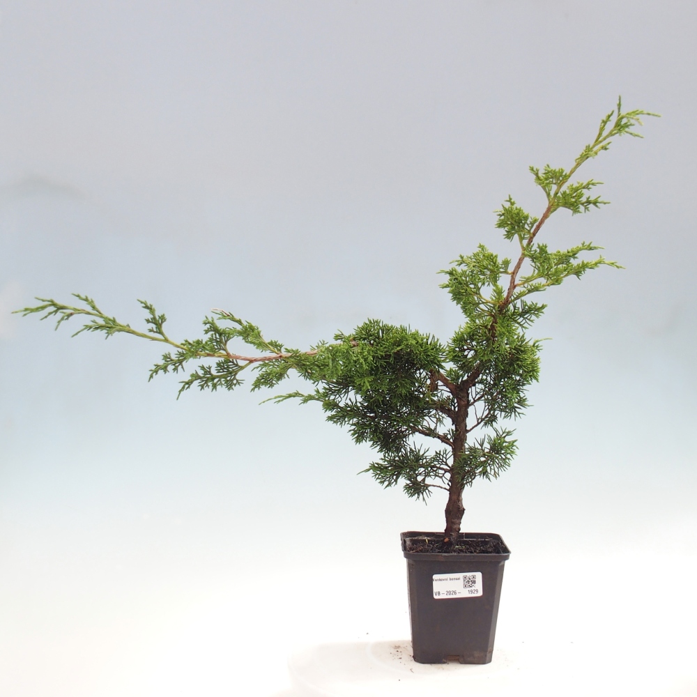 Bonsai für draußen - Juniperus chinensis Itoigawa