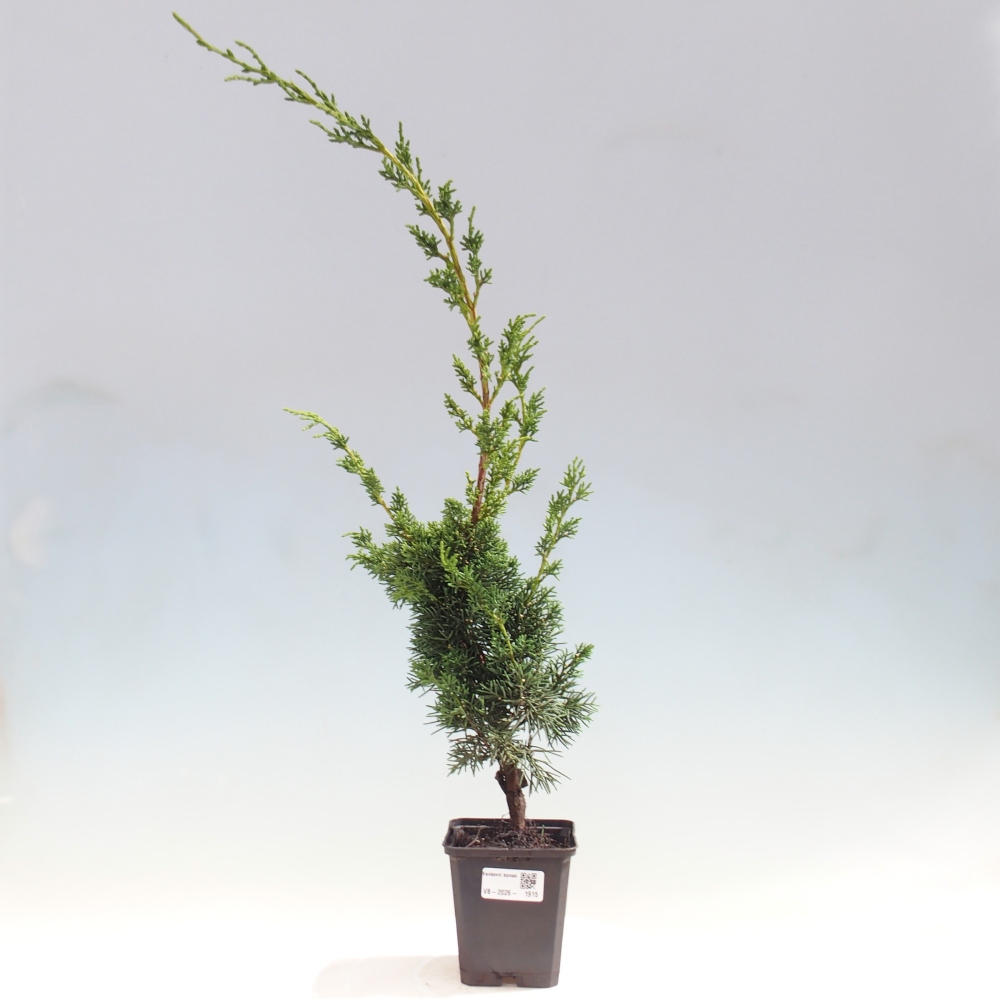 Bonsai für draußen - Juniperus chinensis Kishu
