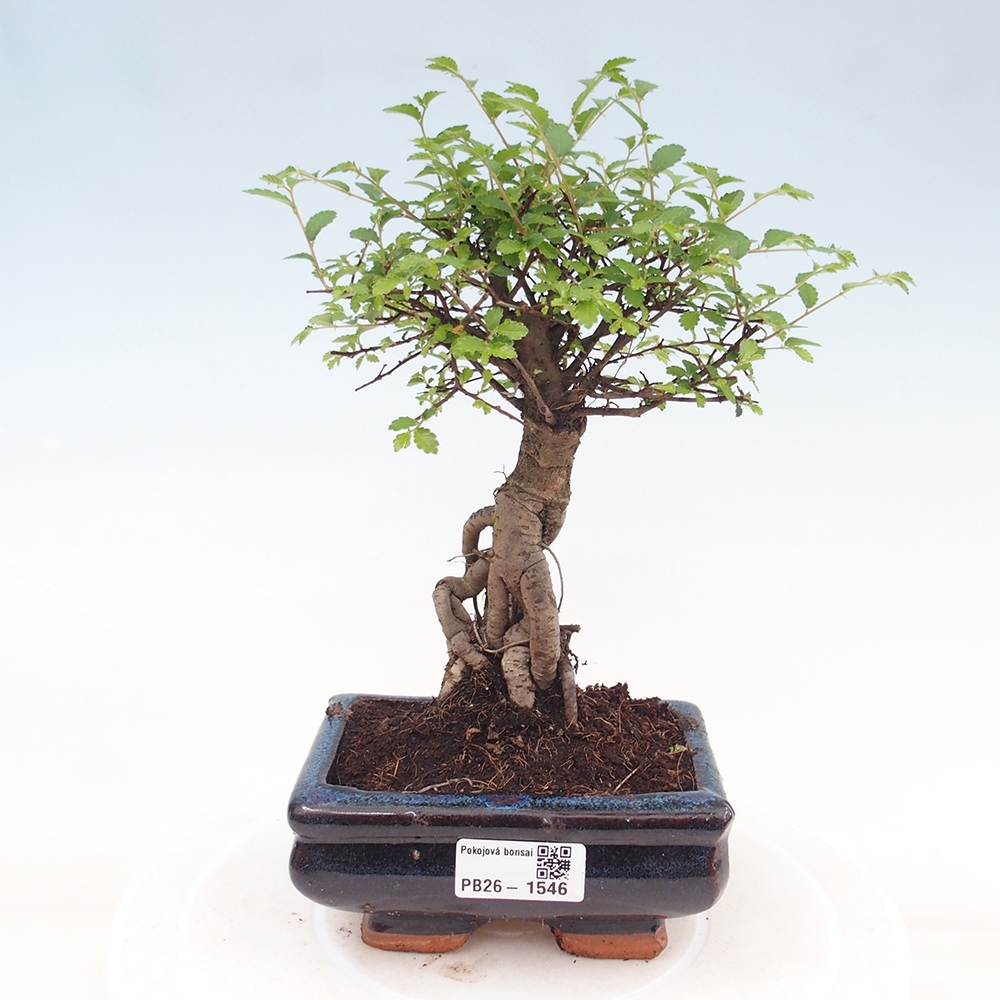 Zimmerbonsai - Ulmus parvifolia - Kleinblättrige Ulme