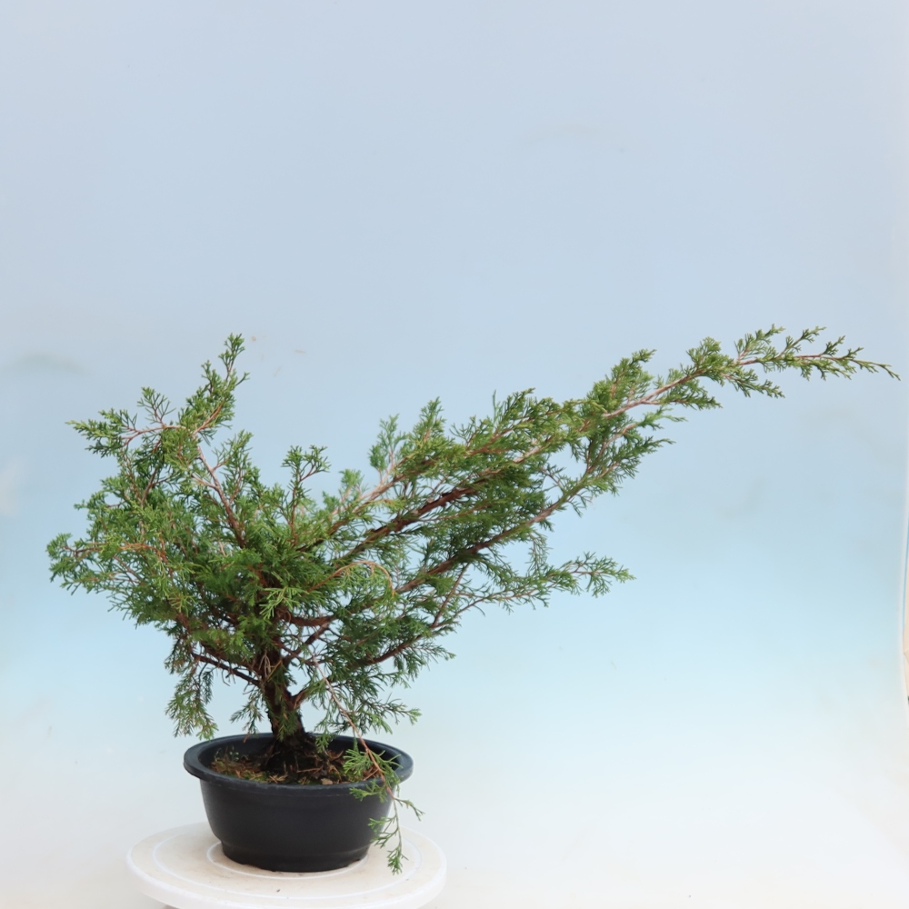 Bonsai für den Außenbereich – Juniperus chinensis Itoigawa – Chinesischer Wacholder