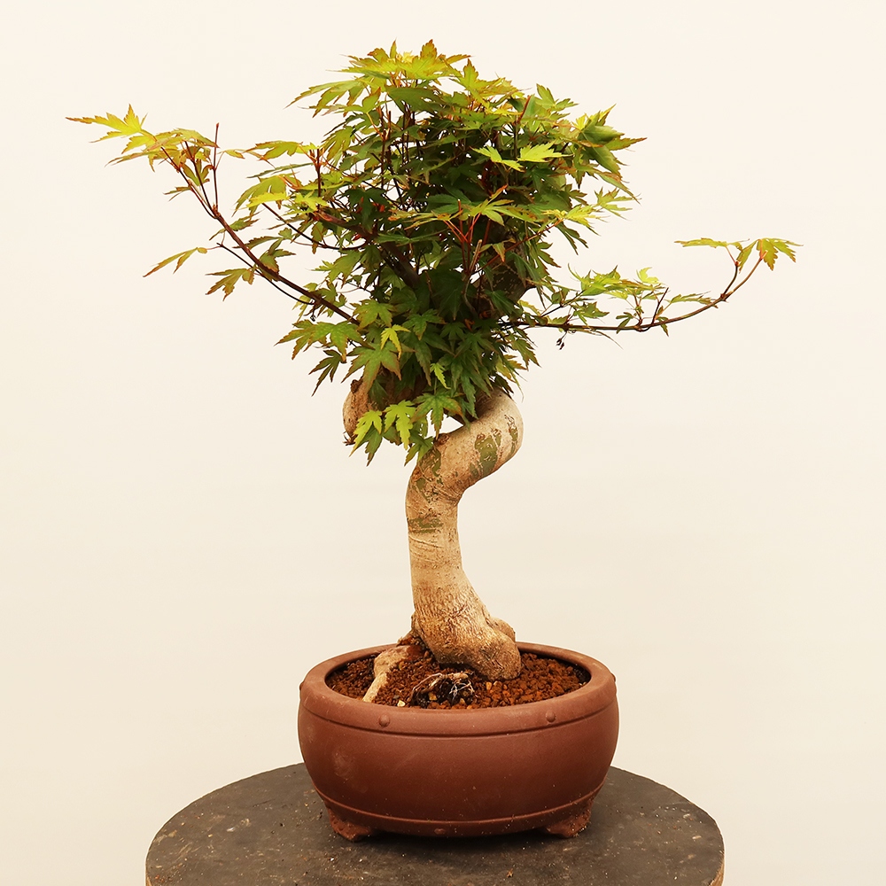 Bonsai für draußen - Ahorn palmatum - Palmen