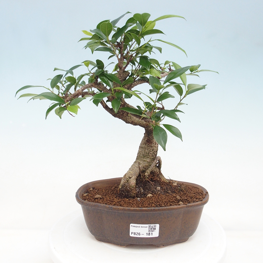 Indoor-Bonsai - Ficus retusa - kleiner Ficus