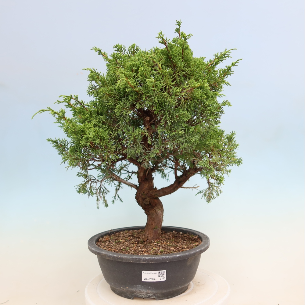 Bonsai für draußen - Juniperus chinensis Itoigawa-Juniperus chinensis