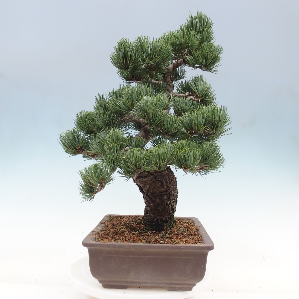 Bonsai im Freien - Pinus parviflora - kleine Kiefer