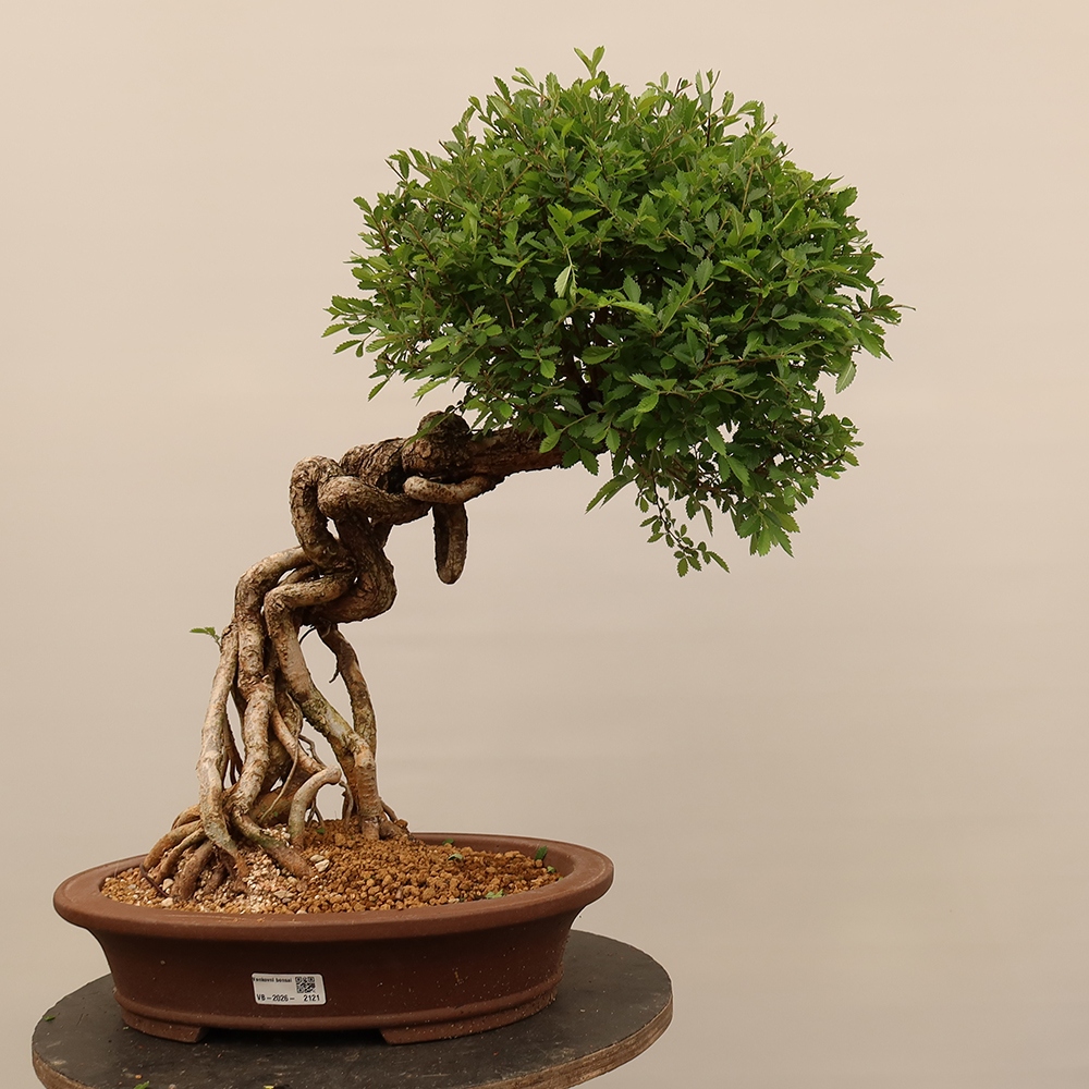 Bonsai im Freien - Zelkova - Zelkova NIRE