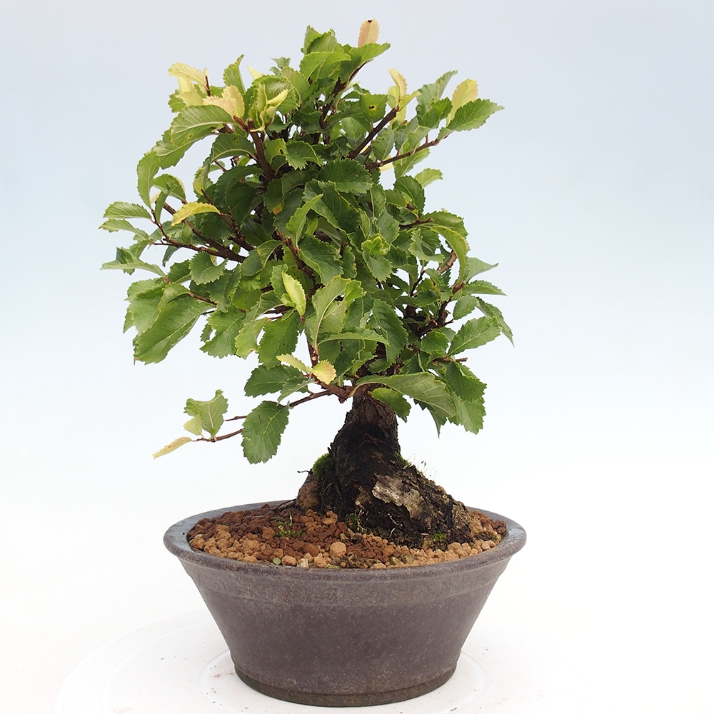 Bonsai für draußen - Zelkova - Zelkova NIRE