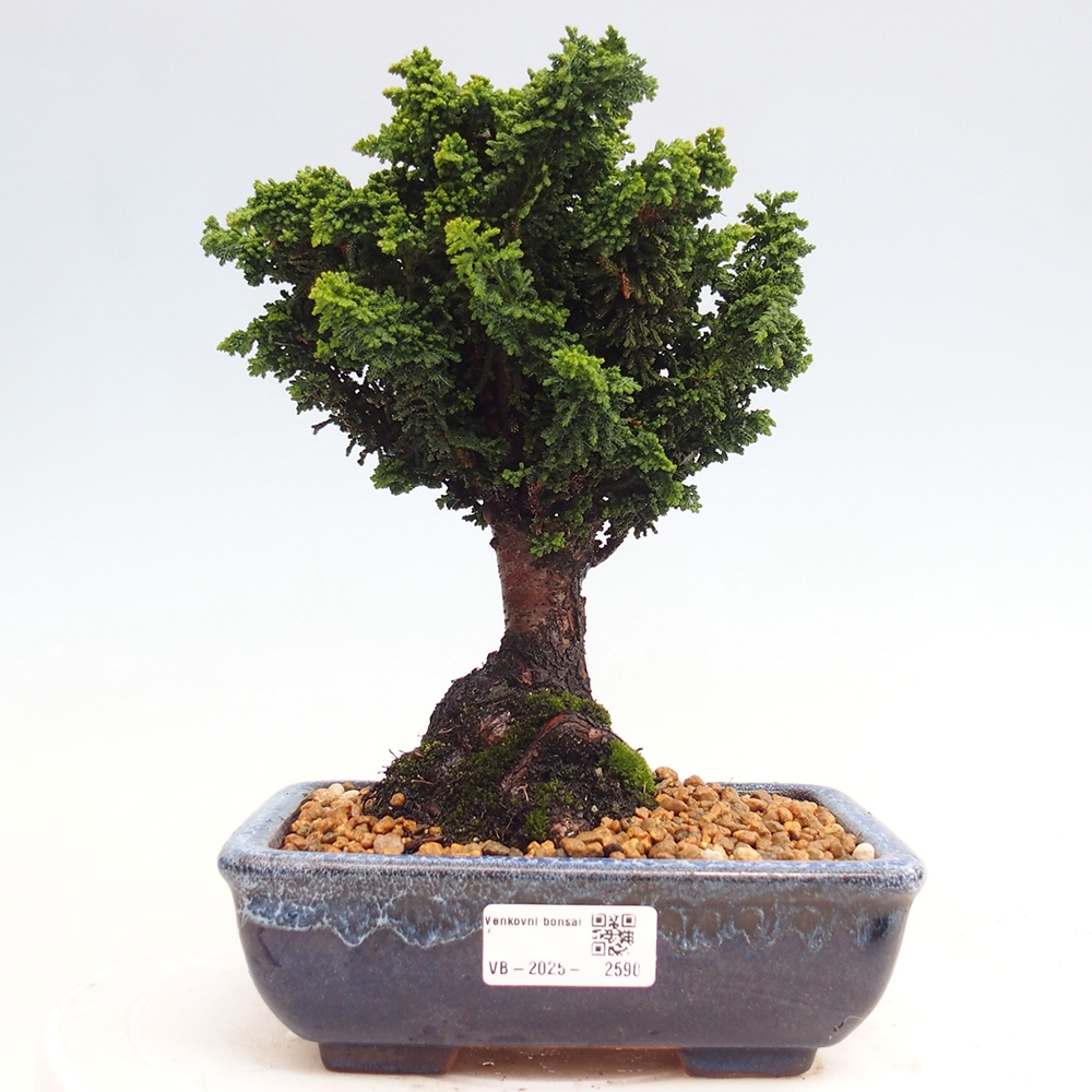 Bonsai im Freien - Cham. obtusa SEKKA HINOKI - Zypresse