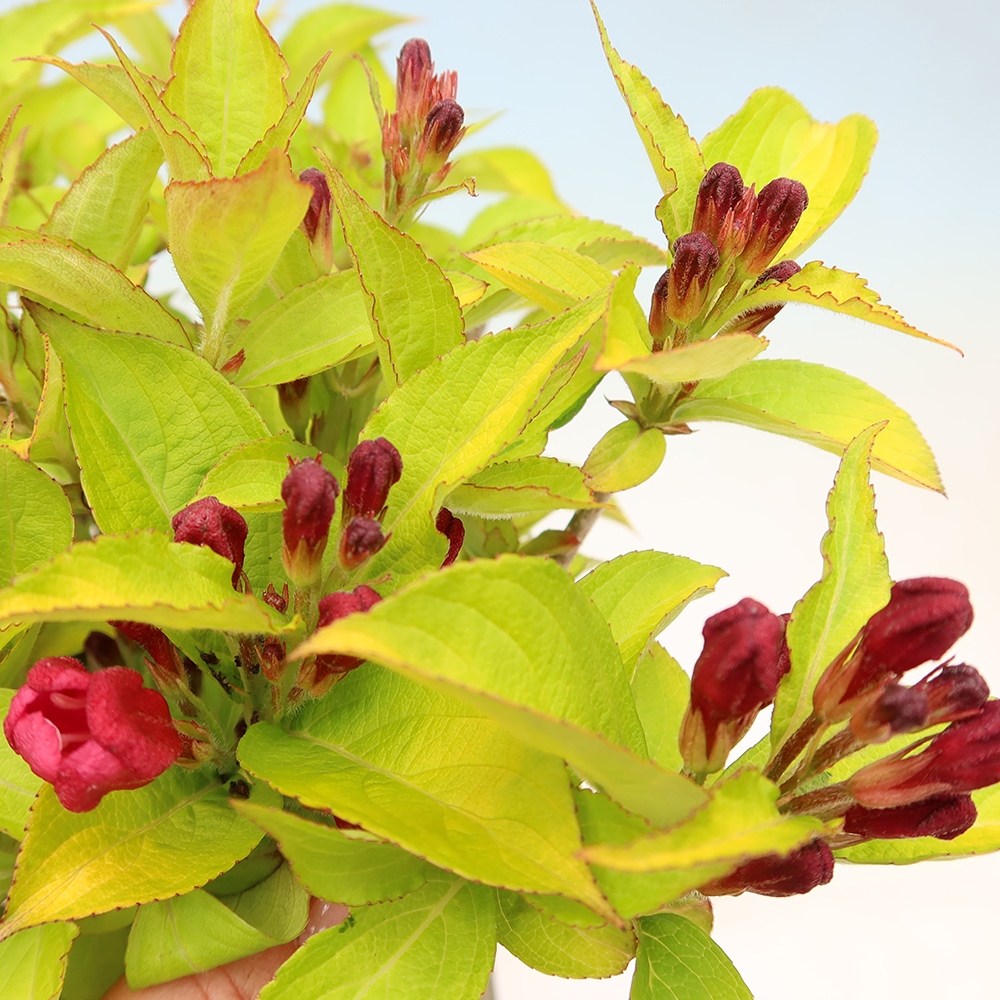 Freiland-Bonsai – Weigela subsessilis – Koreanische Weigela