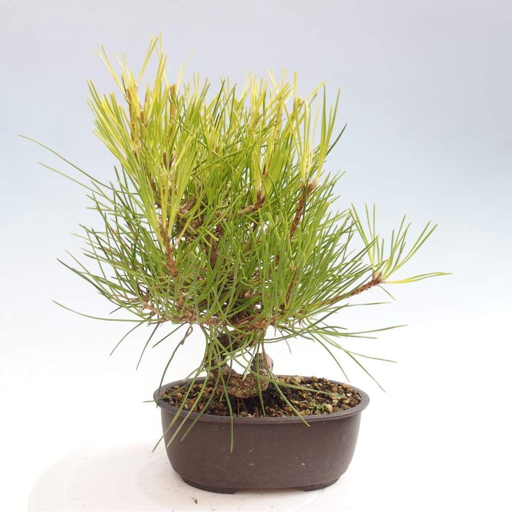 Bonsai im Freien - Pinus thunbergii - Thunbergia-Kiefer