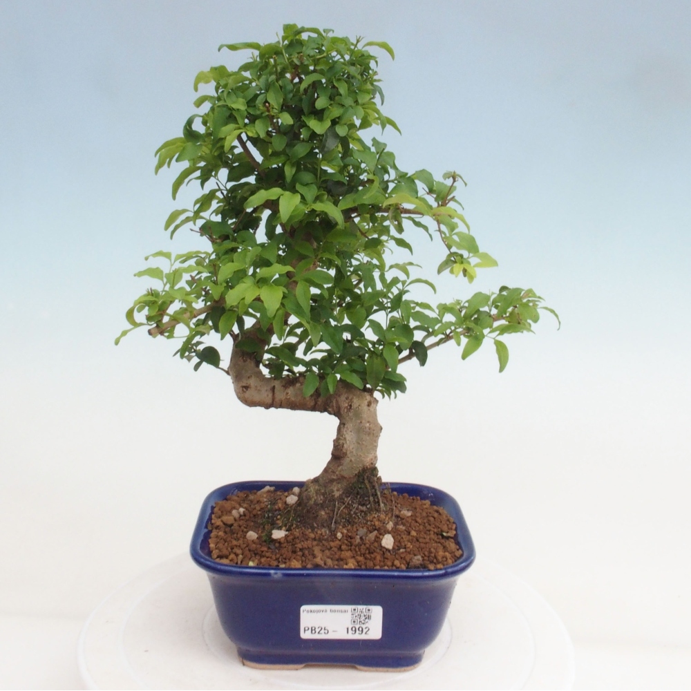 Indoor Bonsai -Ligustrum chinensis - Vogelschnabel