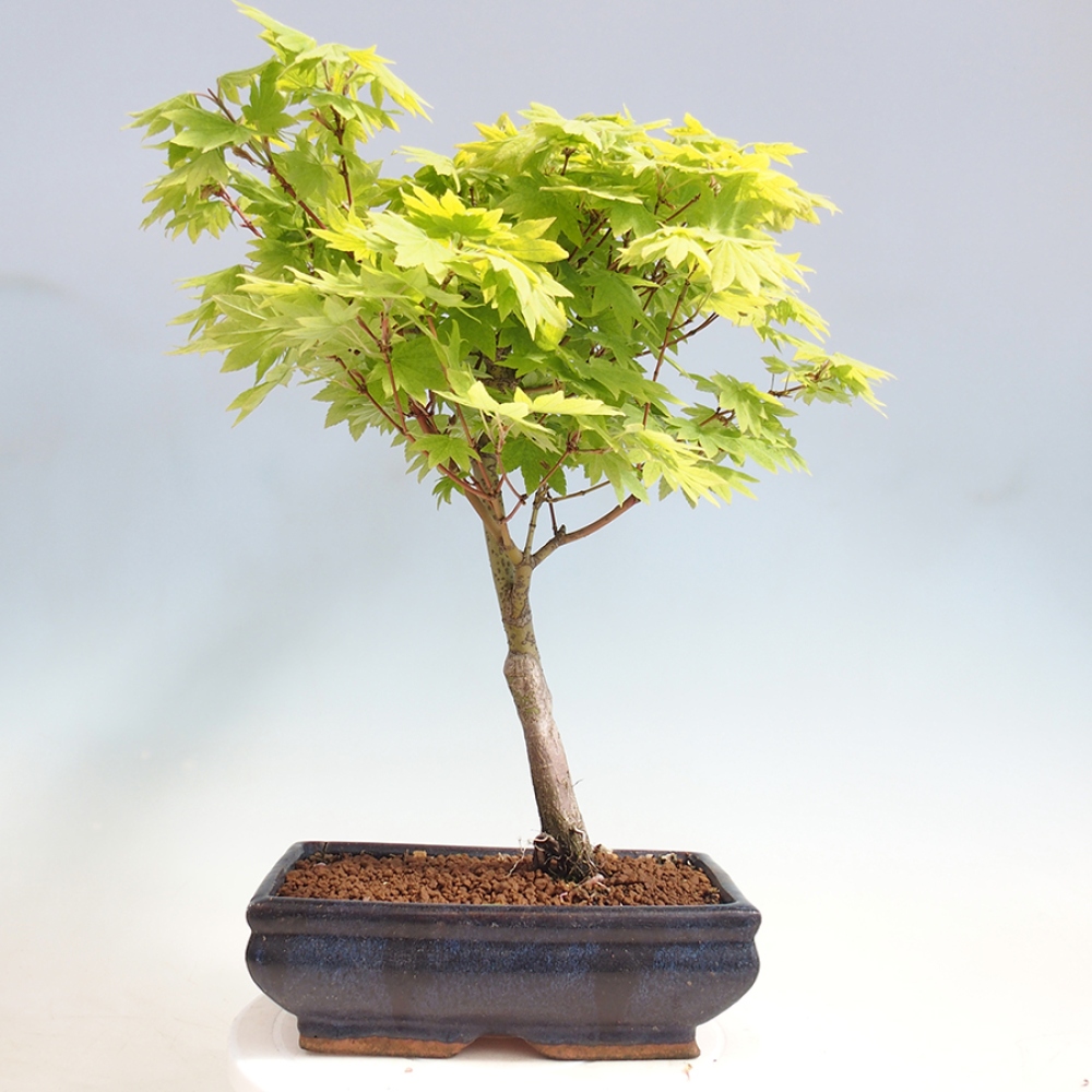 Bonsai im Freien - Ahorn palmatum katsura GISAN - Ahorn palmat