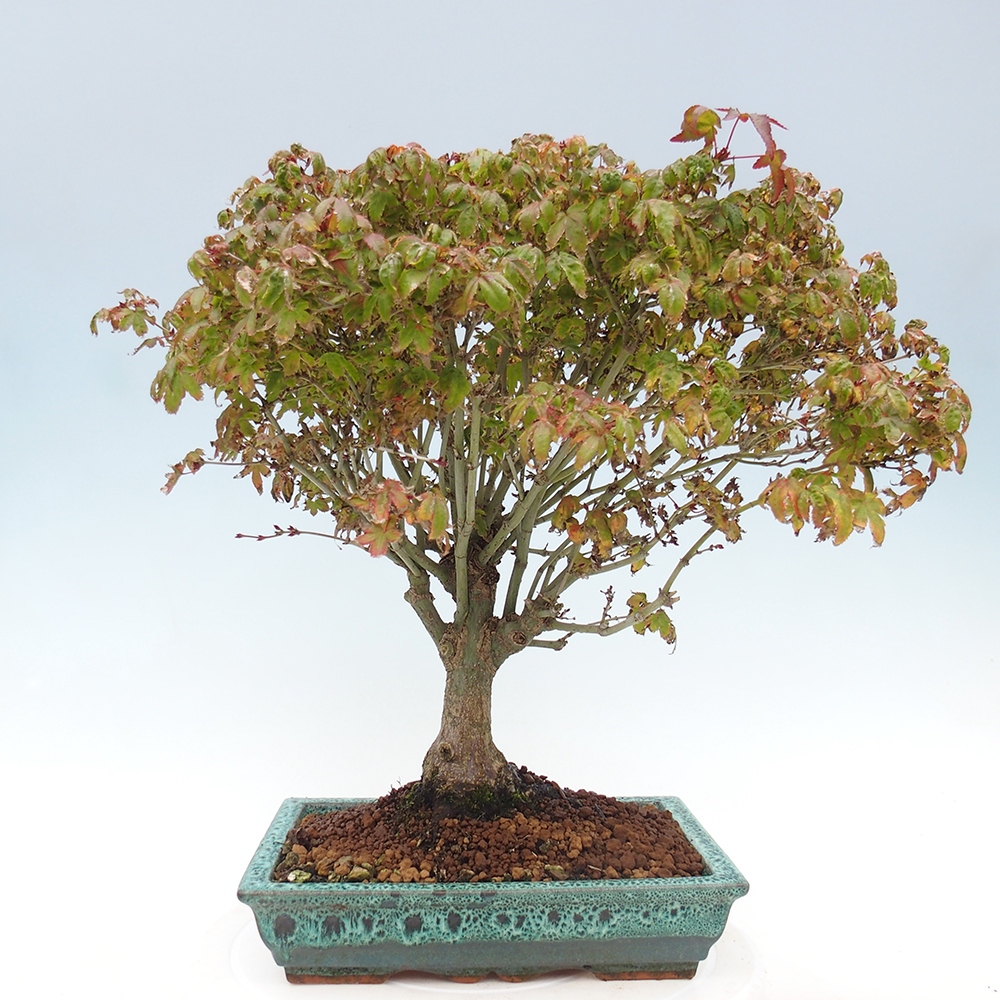 Acer palmatum KIOHIME - Palmetto-Ahorn