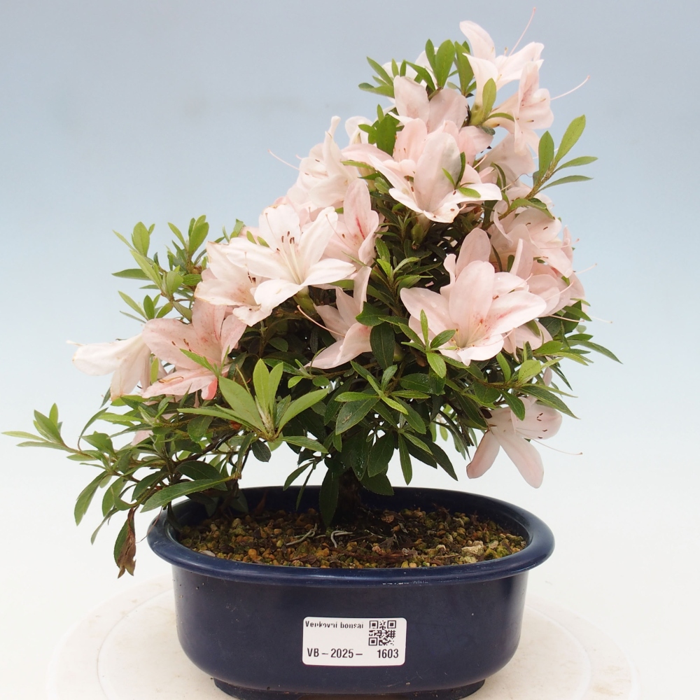 Bonsai im Freien - Japanische Azalee - Azalea Nikko