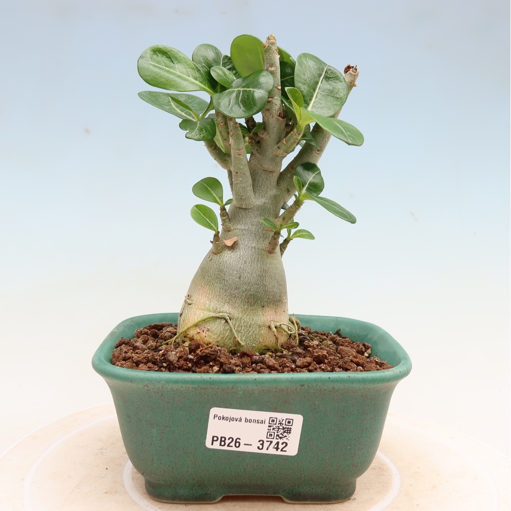 Zimmerbonsai – Adenium obesum „Red Star“ – Wüstenrose