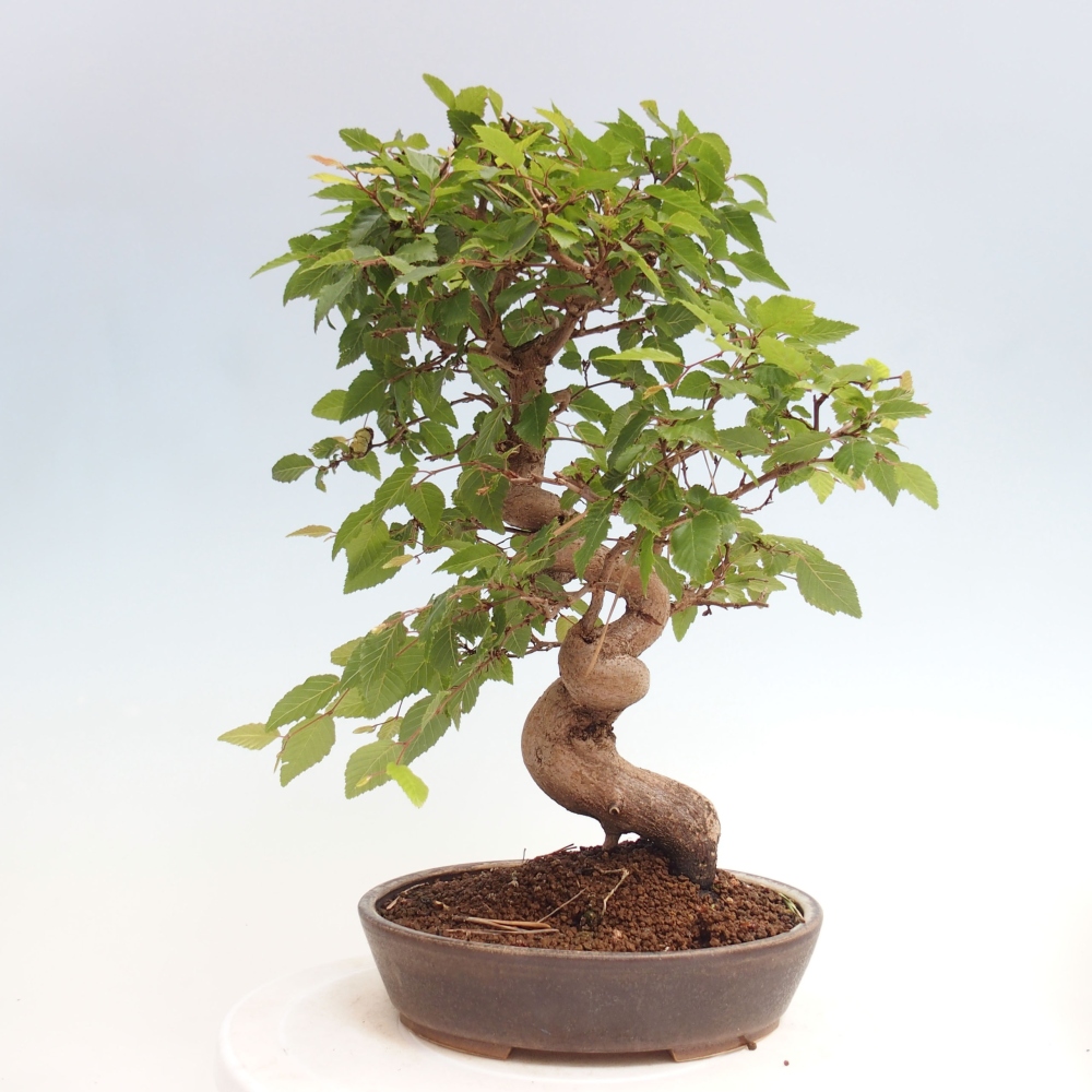 Bonsai im Freien -Carpinus CARPINOIDES - Koreanische Hainbuche