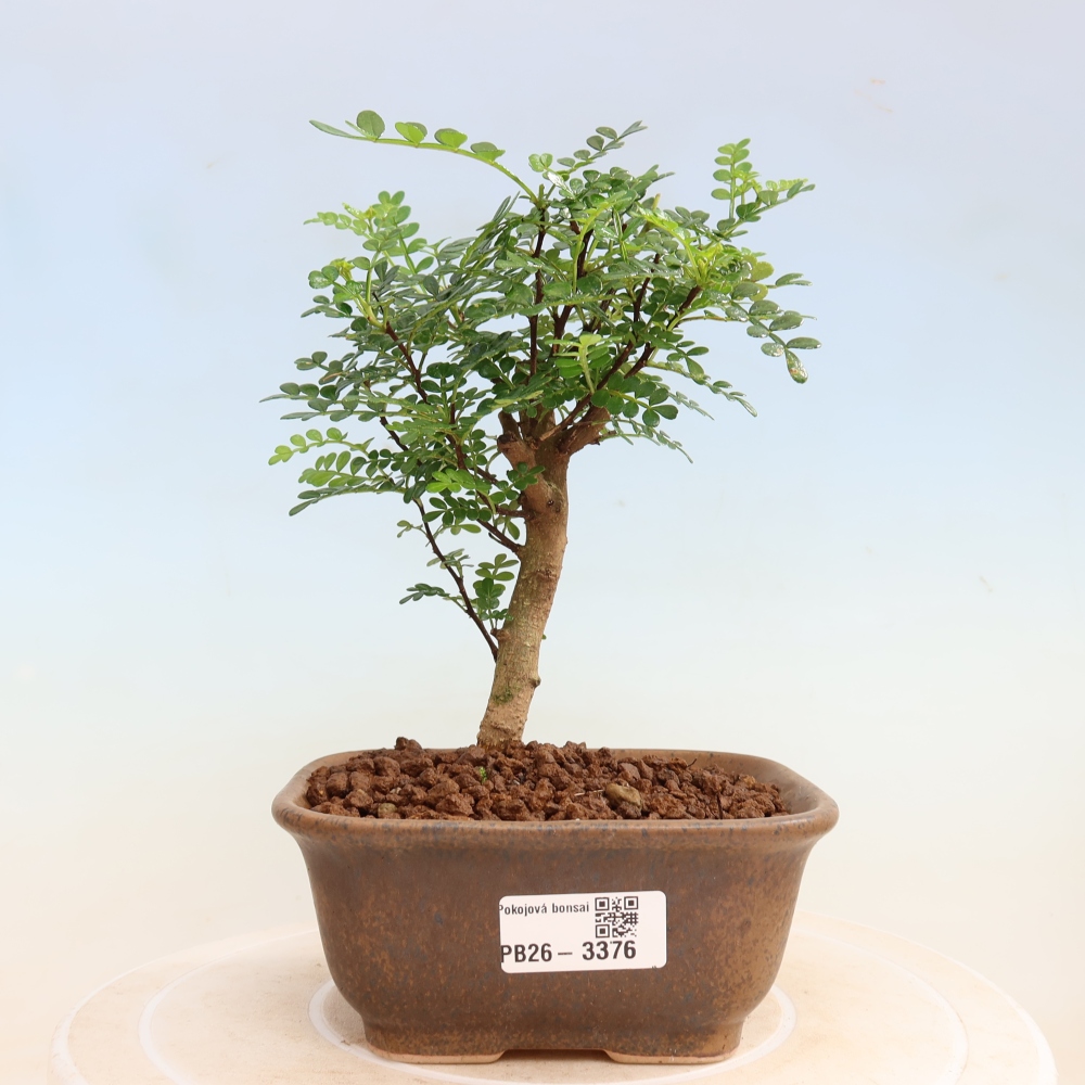 Zimmer Bonsai - Zantoxylum piperitum - Pfefferbaum